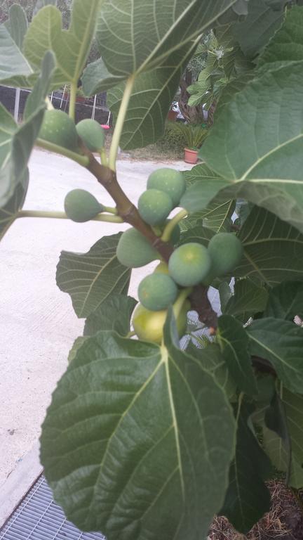 Azienda Agricola Cuntarati Bronte Dış mekan fotoğraf